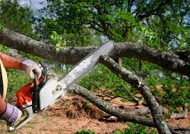 Best Tree Risk Assessment  in Fobes Hill, WA